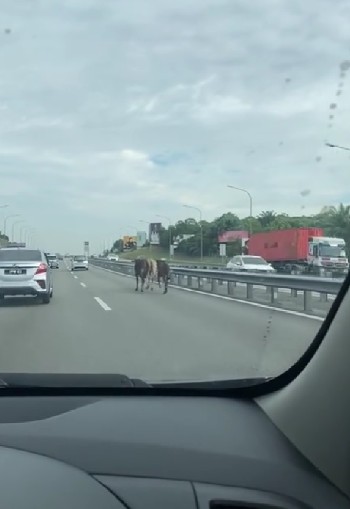 三头牛与车辆在大道上竞跑。