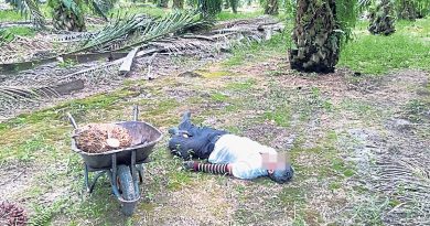 油棕芭收割油棕  散工暴毙