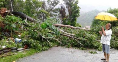 雨中倒树击毁电缆驳接器 淡边山庄20户断电