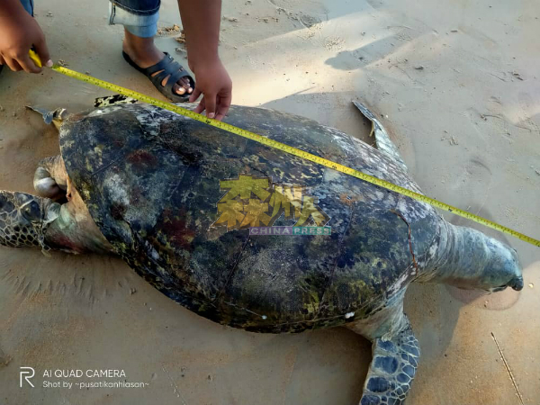 毙命的绿海龟属雌性，重约175公斤，年龄约60岁。