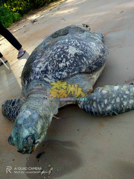 绿海龟不知何故被发现毙命在波德申海滩。