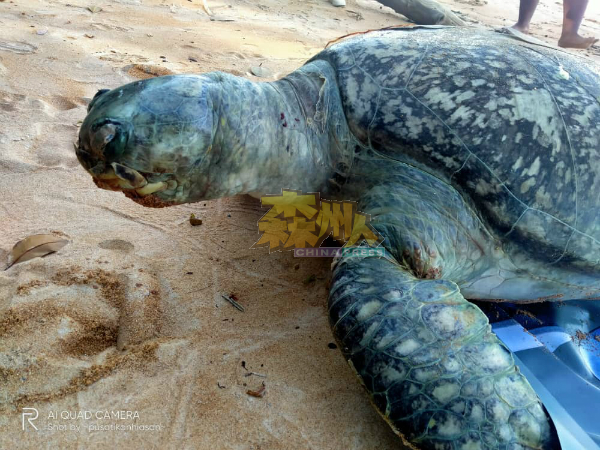 毙命的绿海龟躯壳完好，尚未腐烂，只是在口角有一道伤痕。