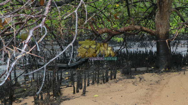 污油污染事件把红树林变成的黑树林。