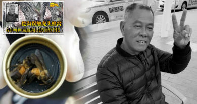 神手司机被黄蜂螫毙 身上竟有逾千针痕