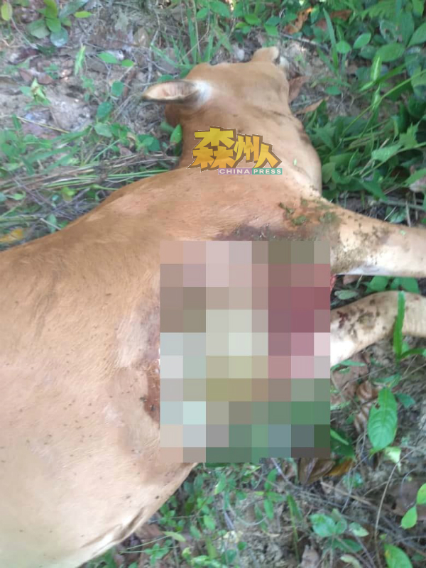 牛尸脖子上有明显的咬痕，内脏不翼而飞，不排除是遭黑豹袭击。