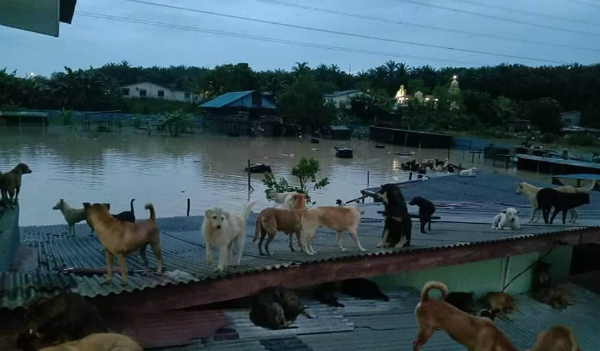 收容所部分狗只逃到高处避开洪水。