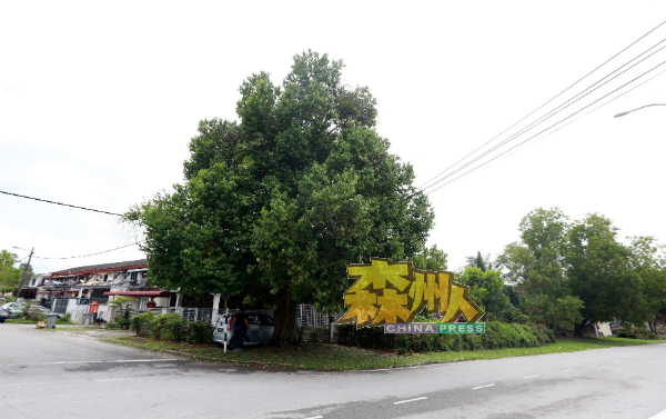 罗福群向芙蓉市政局多次投诉路边绿树太壮大，容易成为窃贼干案的遮蔽物，不料竟一语中的。