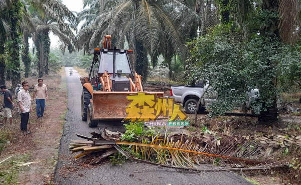 榕吉公路一棵油棕树倒在马路上，使交通受阻，潘宥磬（中）电召挖沟机到场清理。