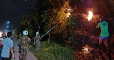 蜜蜂为患 泰梳山弄边漏夜灭蜂