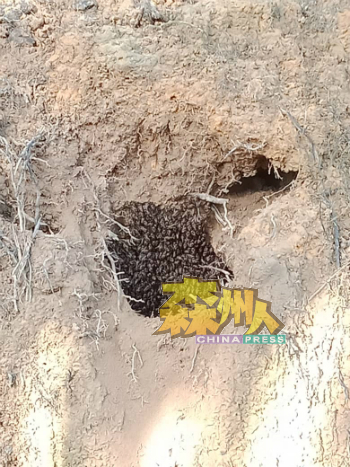 蜜蜂窝藏在泥洞内难以被发现，不少登山客在爬山时都被螫到。