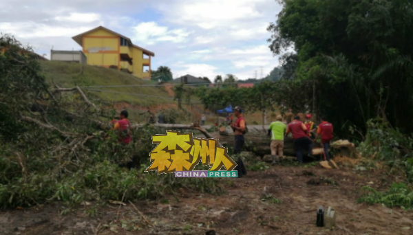 学校职员工与淡边县议会工人联手，清理遭铲泥机推倒在地的巨树。