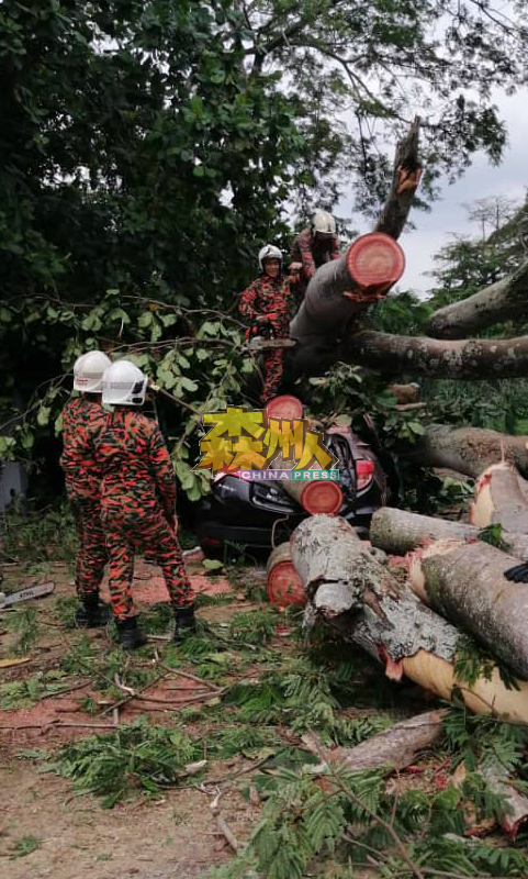 消拯人员协助锯断倒下的老树，以移出被压毁的车辆。