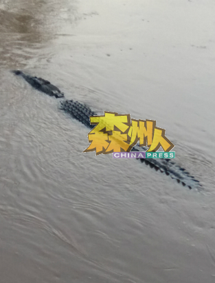 宁宜河常有鳄鱼出没，野生动物保护局的研究也证实宁宜河成鳄鱼群居集中地。（档案照）