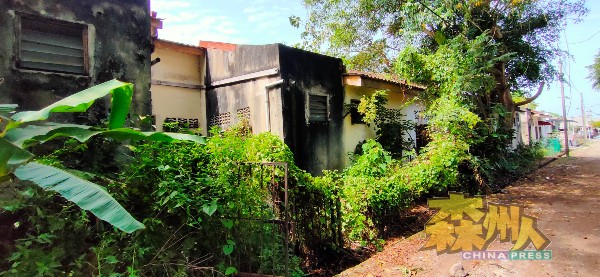 瑟拉西花园住宅区一排数间废置住屋长满杂草和树木，如同迷你森林，是引来黑斑蚊的其中一种因素。