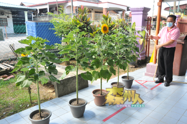 村委会赠送代表万茂新村村花的向日葵给予校方，点缀校园。