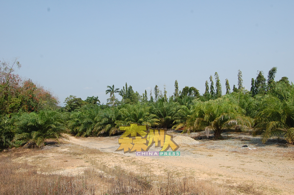 马口泷江同乡会义山旁的油棕园遭窃贼光顾，被偷砍载走逾吨的油棕果。