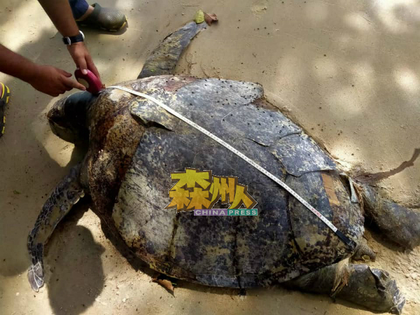 其中一只死亡的海龟重达120公斤。