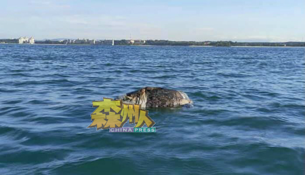 海龟尸体被发现漂浮在波德申海域。