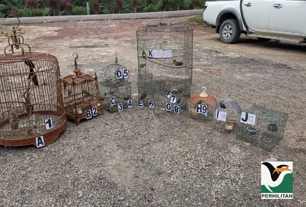 森美兰野生动物保护局执法队伍突袭金马士一间民宅，起获15只受保护禽鸟。