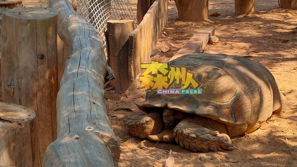 世界体型最大的南非陆龟。