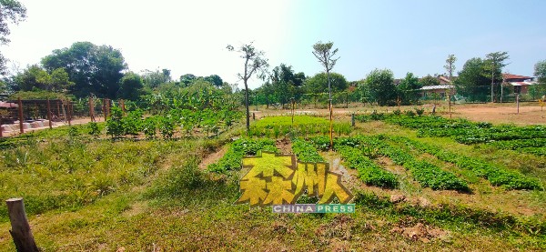 占地5英亩的农场开辟了菜园，种植动物们喜欢吃的蔬菜，包括玉蜀黍。