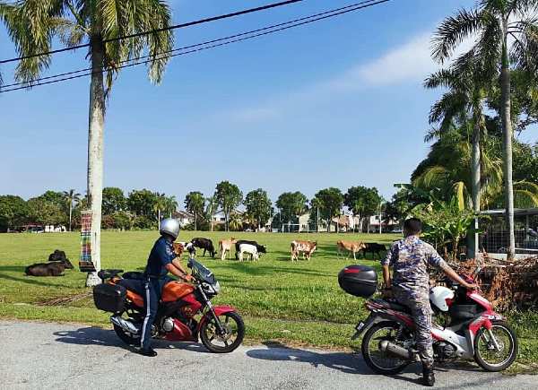市政局执法官员接获投报，马上派人前往新那旺滨其兰花园巡视，终在草场发现牛只“群聚”，马上急召捉牛队。