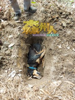 赵志明心痛饲养3年的爱犬遭毒死，悲痛地埋葬爱犬。