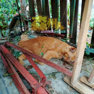 另一只家猫随后也被发现倒卧邻居家的后院，看来毙命多时。