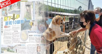◤森州CMCO◢遇流浪猫狗问题可投诉市局 陈丽群:别下毒手