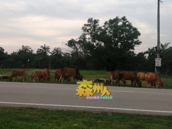 淡边县议会已经接获指示将会在近期内，对到处溜跶的牛群展开扫荡行动。