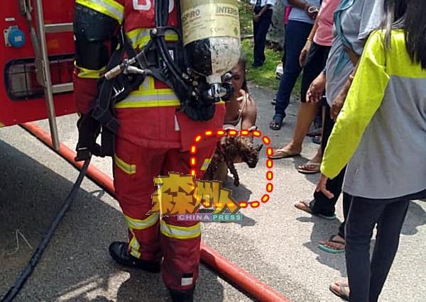 消防员把被救出火海的其中一只家猫，送还给女屋主。