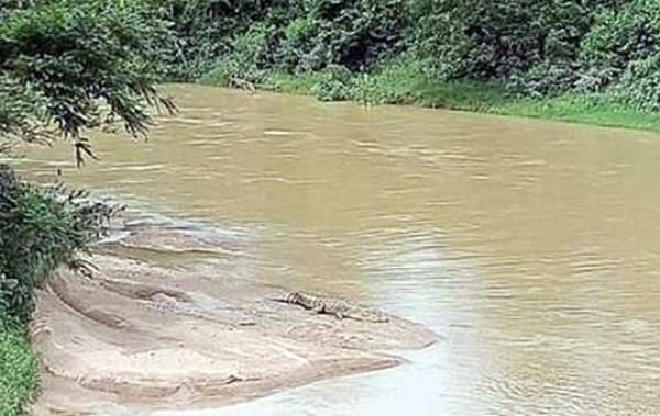 身长逾2公尺的铜鳄，早前被人发现在林茂比林河，日前再有网民在比林河附近的甘榜沙哇拉惹河目睹到鳄鱼踪迹。（照片取自网络）