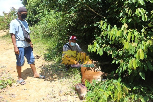 法祖拉阿都慕达力（右）指村民在油棕园地区，发现疑是被黑豹咬死的牛尸。