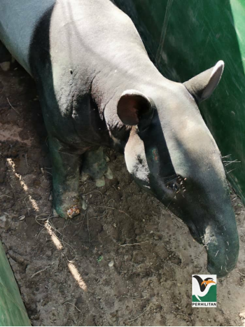 森州野生动物保护局捕获脚部受伤的马来貘。