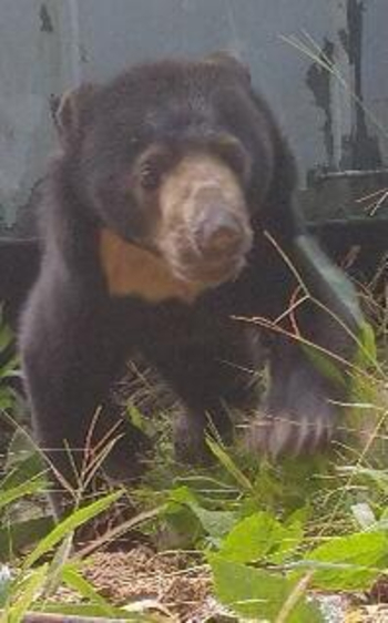 芦骨甘榜宜唛拉玛出马来熊，遭森林局职员捕获，最后被放生到适合的栖息处。