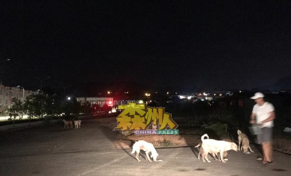 充满爱心的餐馆业者韩仪城在打烊后，把厨余送去毗邻的工业区喂狗。