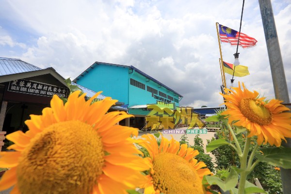 万茂新村村委会特别在5月栽种太阳花，以赶上8月份的花期，让国庆绽放朝阳气息。
