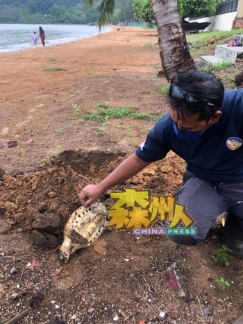 渔业局官员在测量海龟的体积及鉴定死因后，在海滩挖洞埋葬海龟尸体。