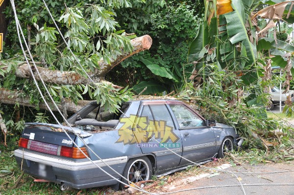 粗大的枯树不偏不倚压中泊在路边的废弃车。