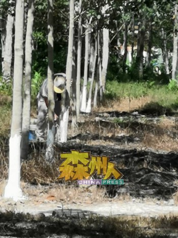 马口阿逸依淡新村水生火烧橡胶园，逾百棵橡树被烧焦，事后小园主以白灰水救树。