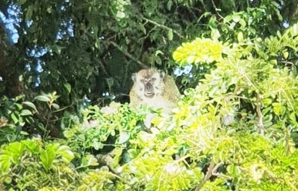 咬伤幼童的猴子在森州野生动物局官员到场时，仍在小伤者住家对面的树上徘徊。（照片取自网络）