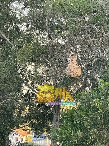 体积庞大的虎头蜂巢高挂树梢上，令地方上民众见了无不毛骨悚然。