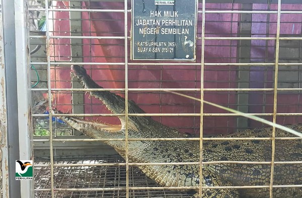 野生动物保护局捕获一只2.52公尺的咸水鳄。
