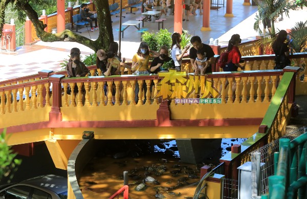 游客在天师宫四处观光拍照后，围在龟池前喂食乌龟。