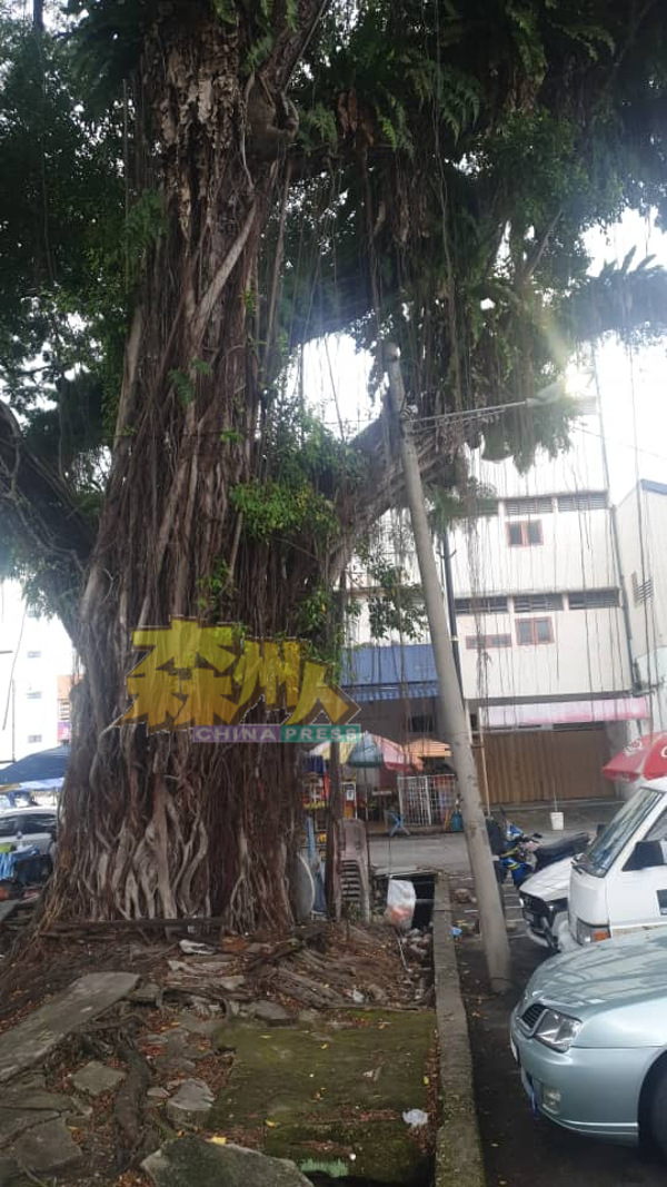 位于前黄巴士车站的老雨树，是芙蓉市区标志性的老树，是当地一道特色风景。