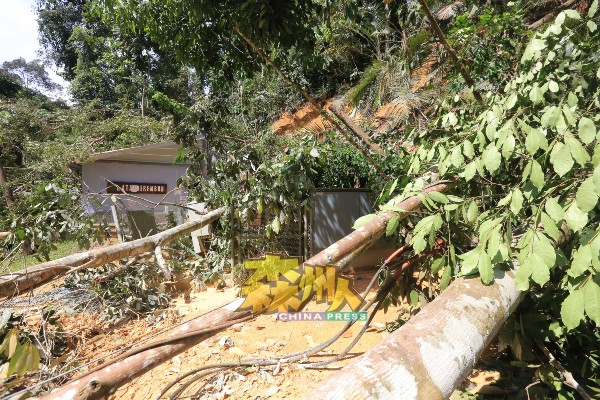 柏隆本山的售票处，遭倒下的大树压毁。