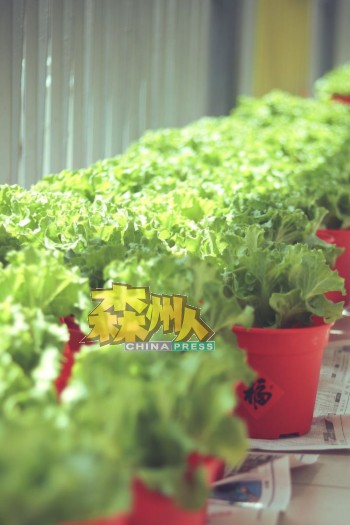芙中首度举行的“新春生菜义卖”，也由该校师生在寓意“生财”的生菜花盆上张贴“福”字。