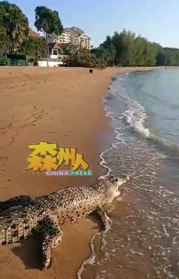 社交媒体流传一则视频，指在波德申海滩发现一具鳄鱼尸体。