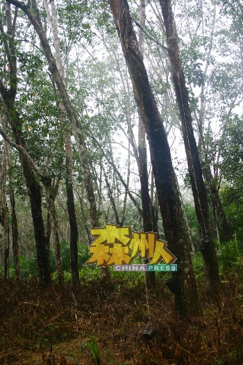 马口亚逸依淡园丘很多橡胶园与森林交界，这是当年传出老虎误中陷阱，传出猛虎怒吼声的地点。