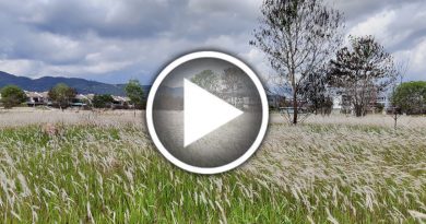 白茅花海胜雪 马口现新打卡点